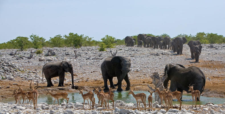 Etosha 